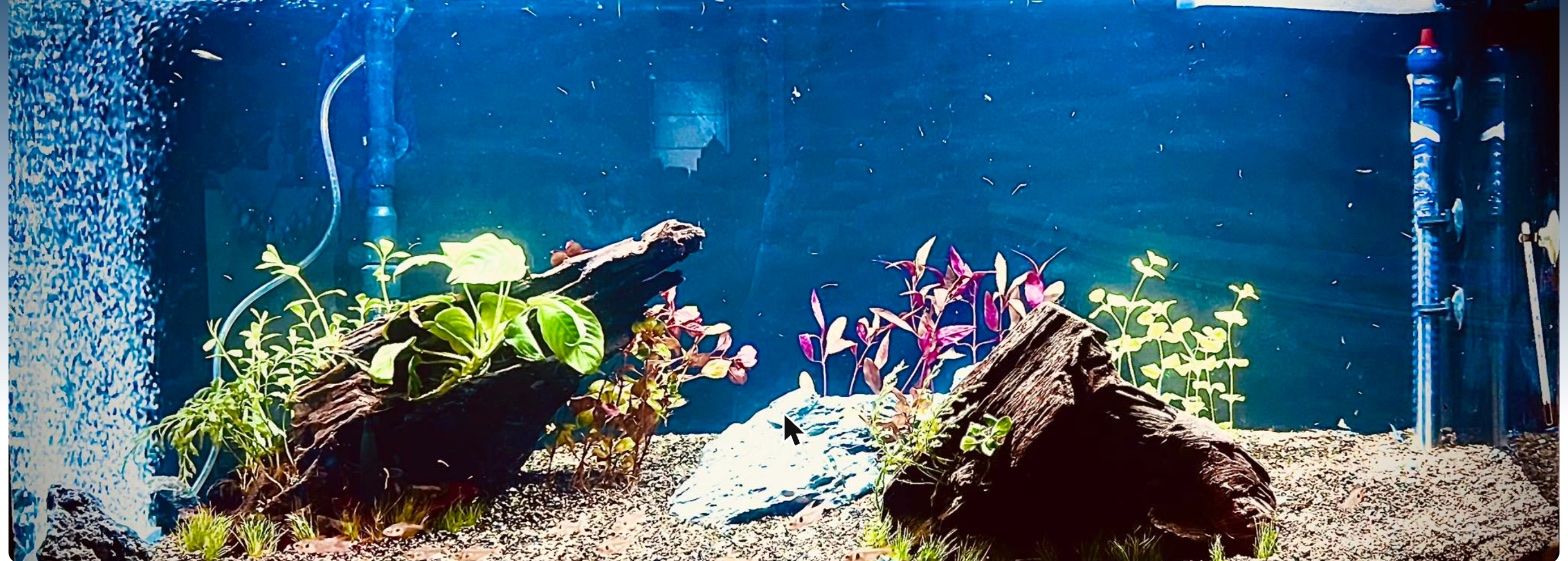 Beplant aquarium van Yuri